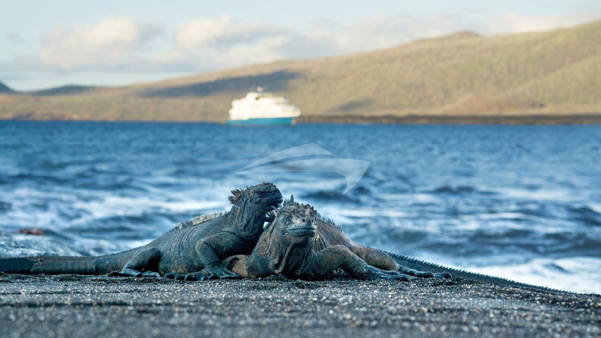 Galapagos land iguanas