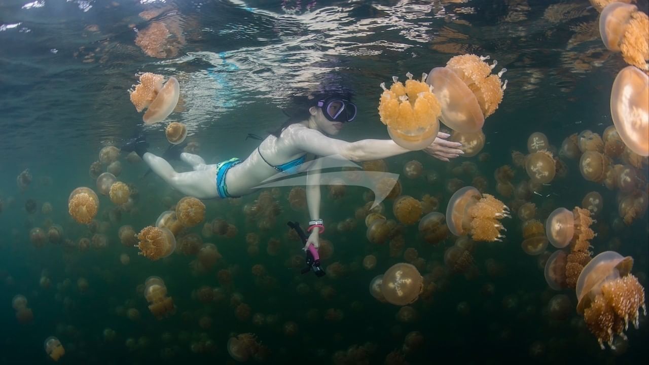 Palau diving 