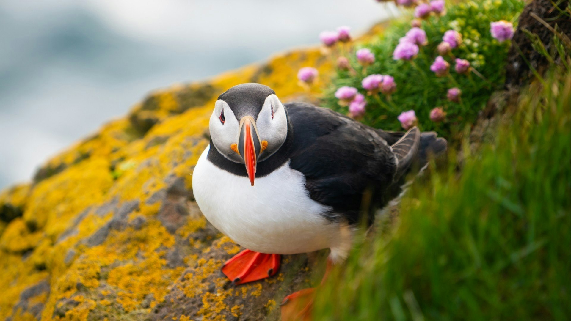 Atlantic puffin also know as common puffin is a species of seabird in the auk family