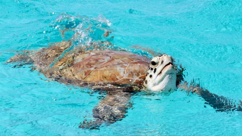 Sea turtle says "hello"