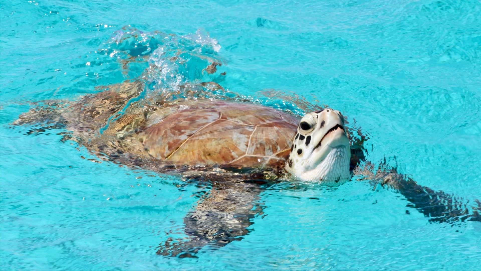 Sea turtle says "hello"