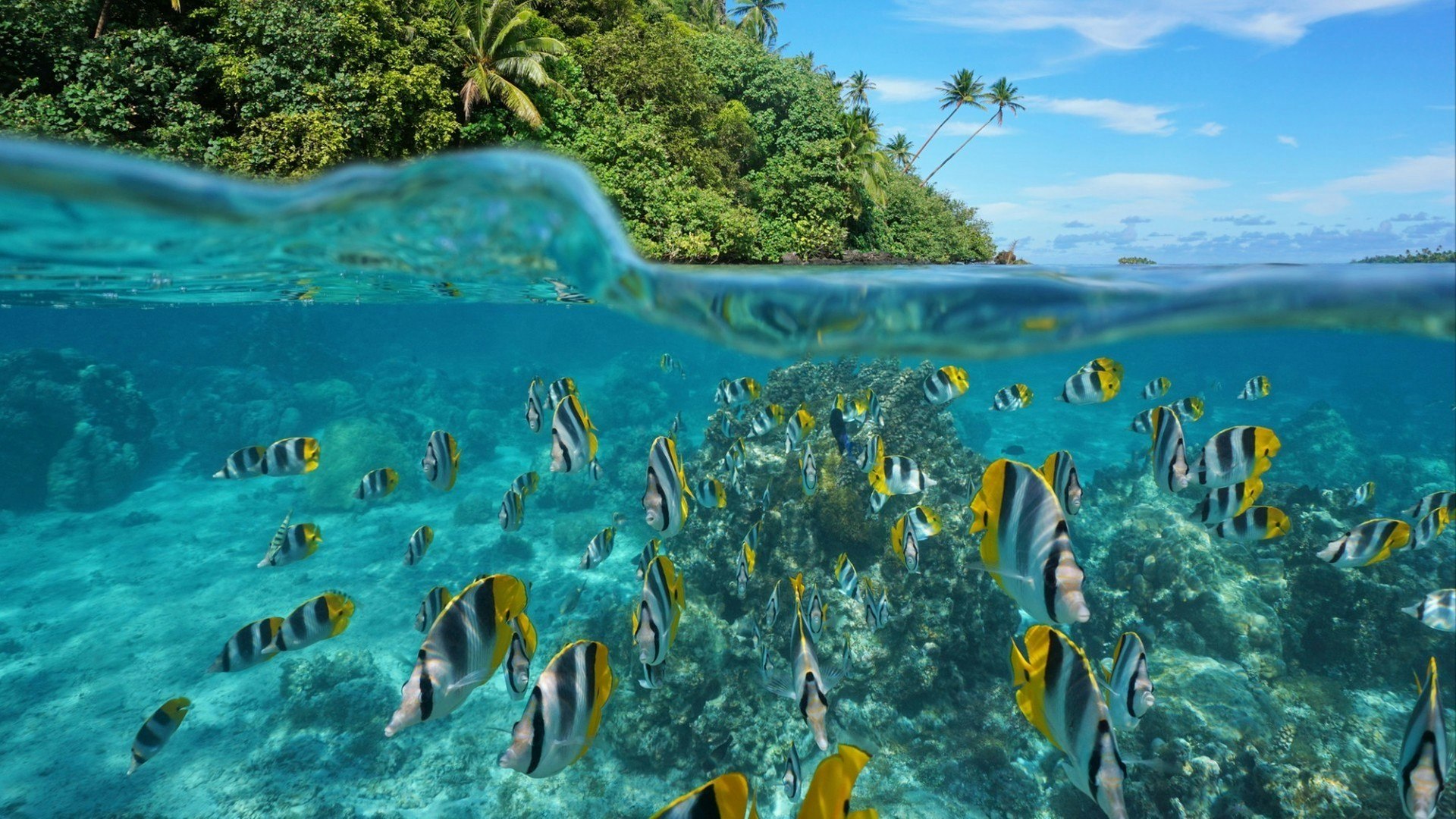 Over and under the sea near the shore of a lush wild coast with a school of tropical fish underwater split by waterline, Huahine island, Pacific ocean, French Polynesia