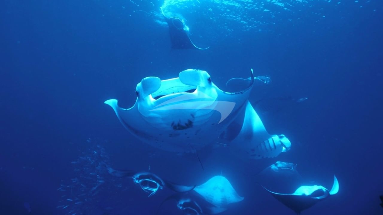 Manta Ray Diving