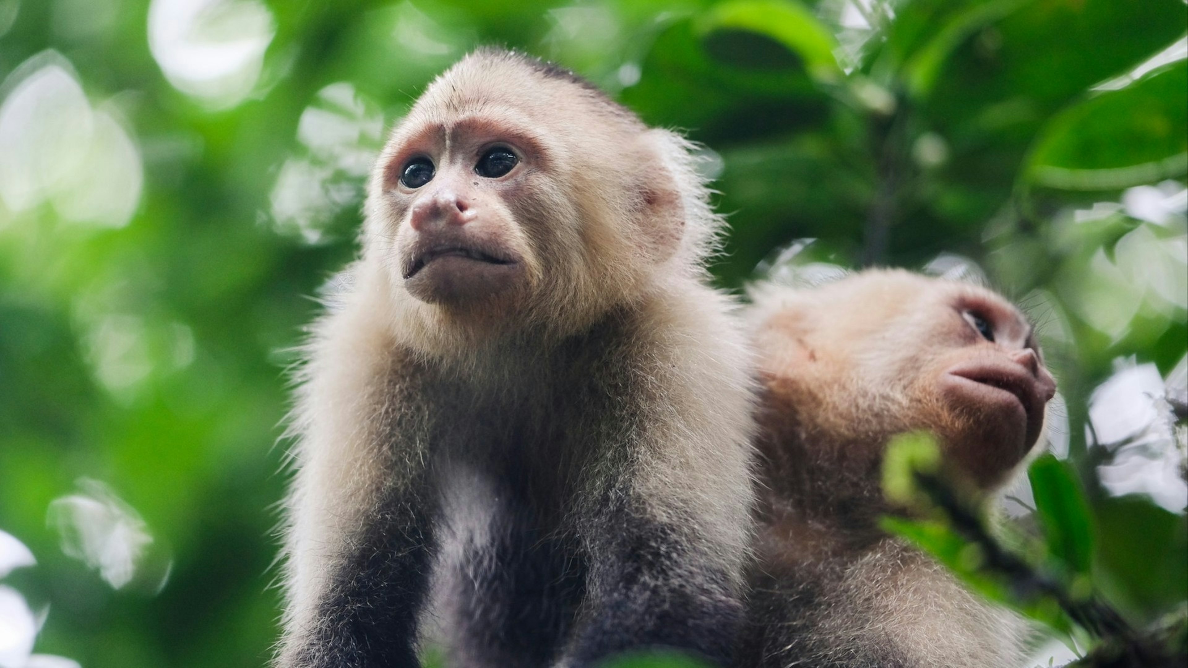 A couple of capuchin monkey on a tree at Gorgona Island, Colombia