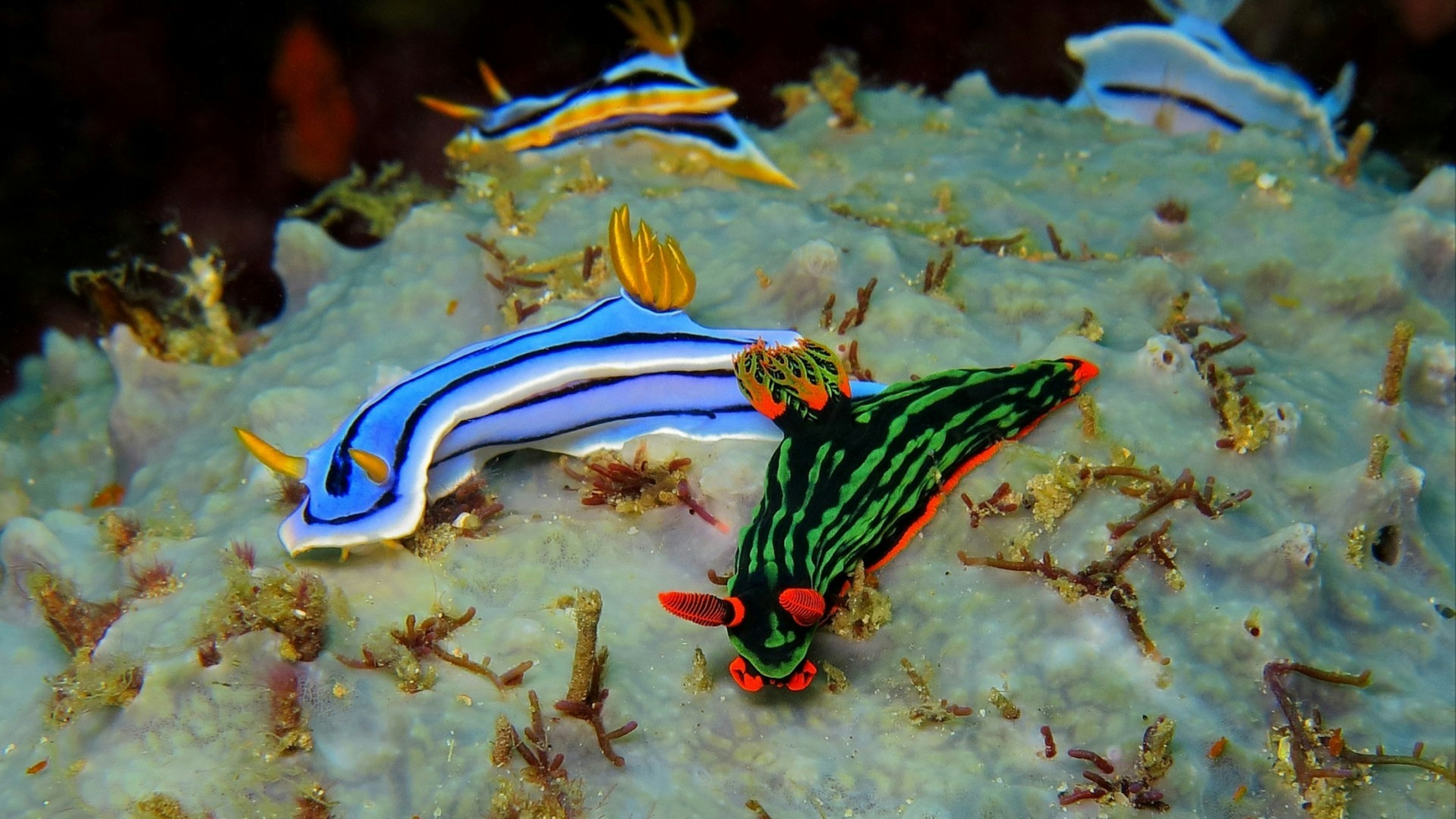 Group of the colorful underwater nudibranch on the coral reef