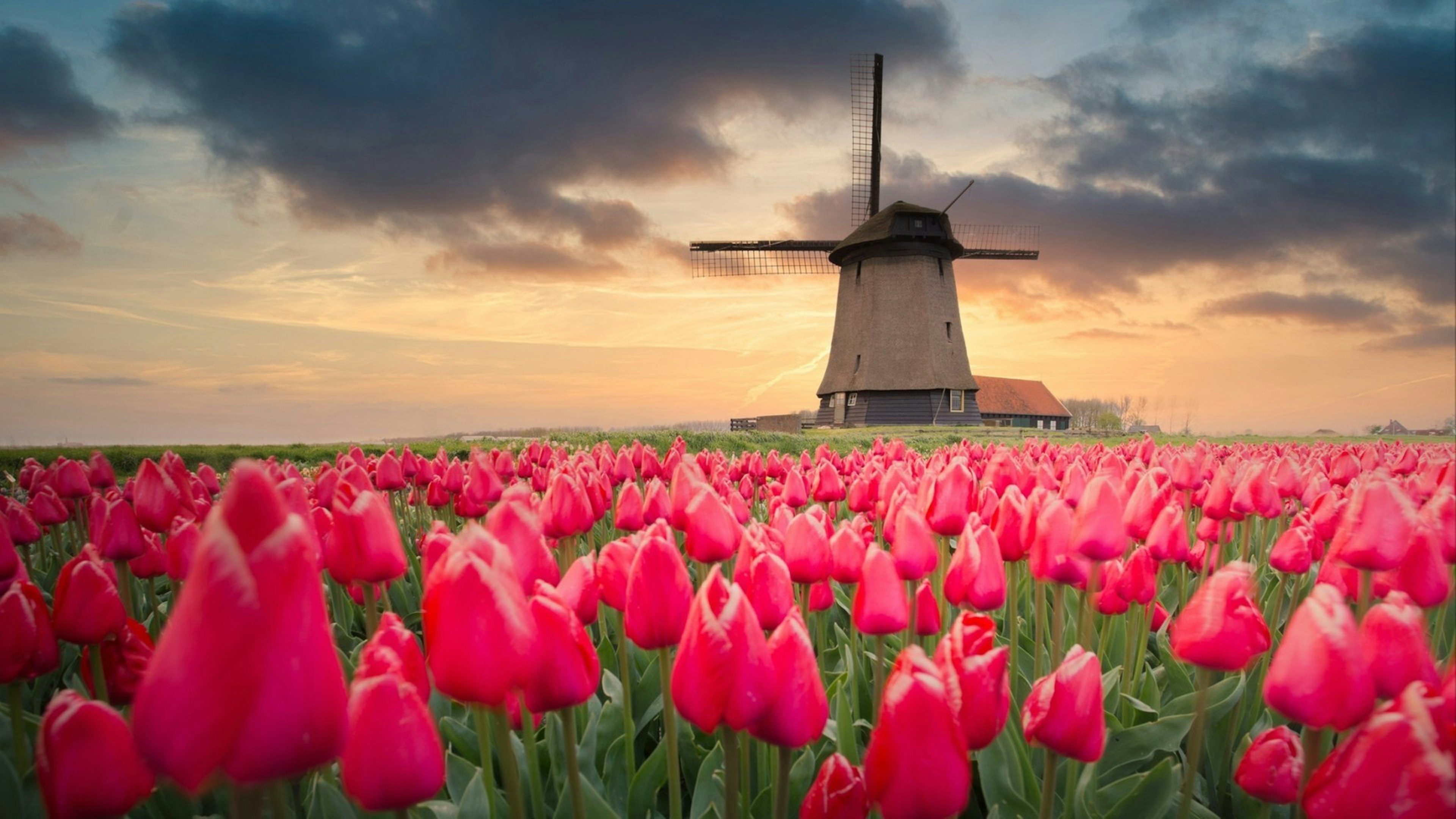 Tulip fields and windmill in Netherland
