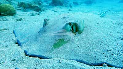 Sneak up on a ray!