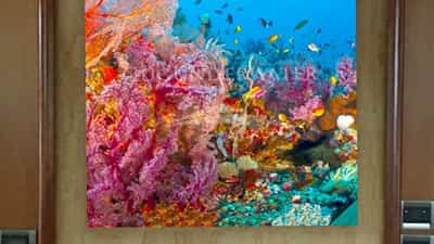 Salon Aquarium