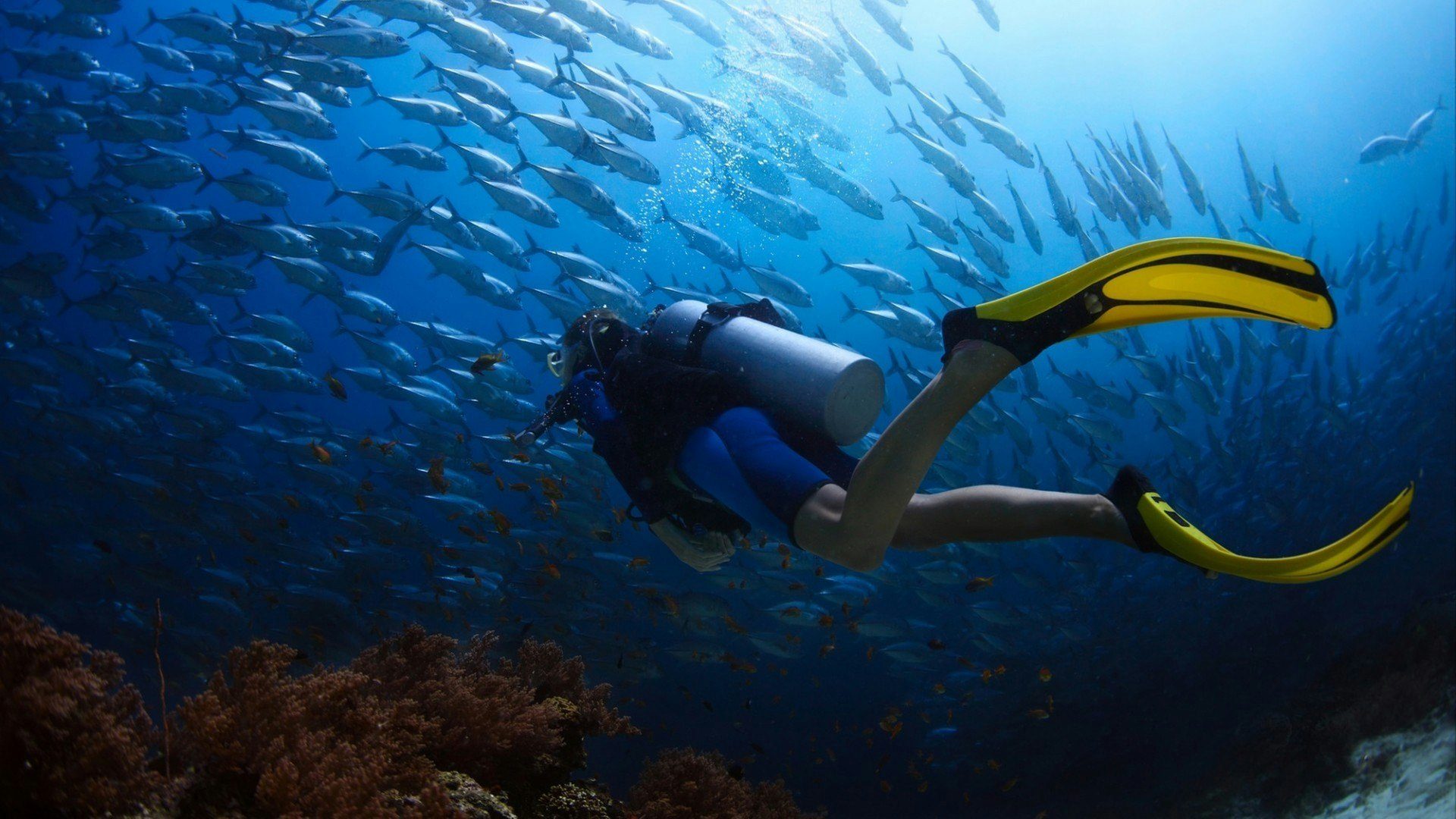 Scuba diver and friends (jack fish) in a tropical sea