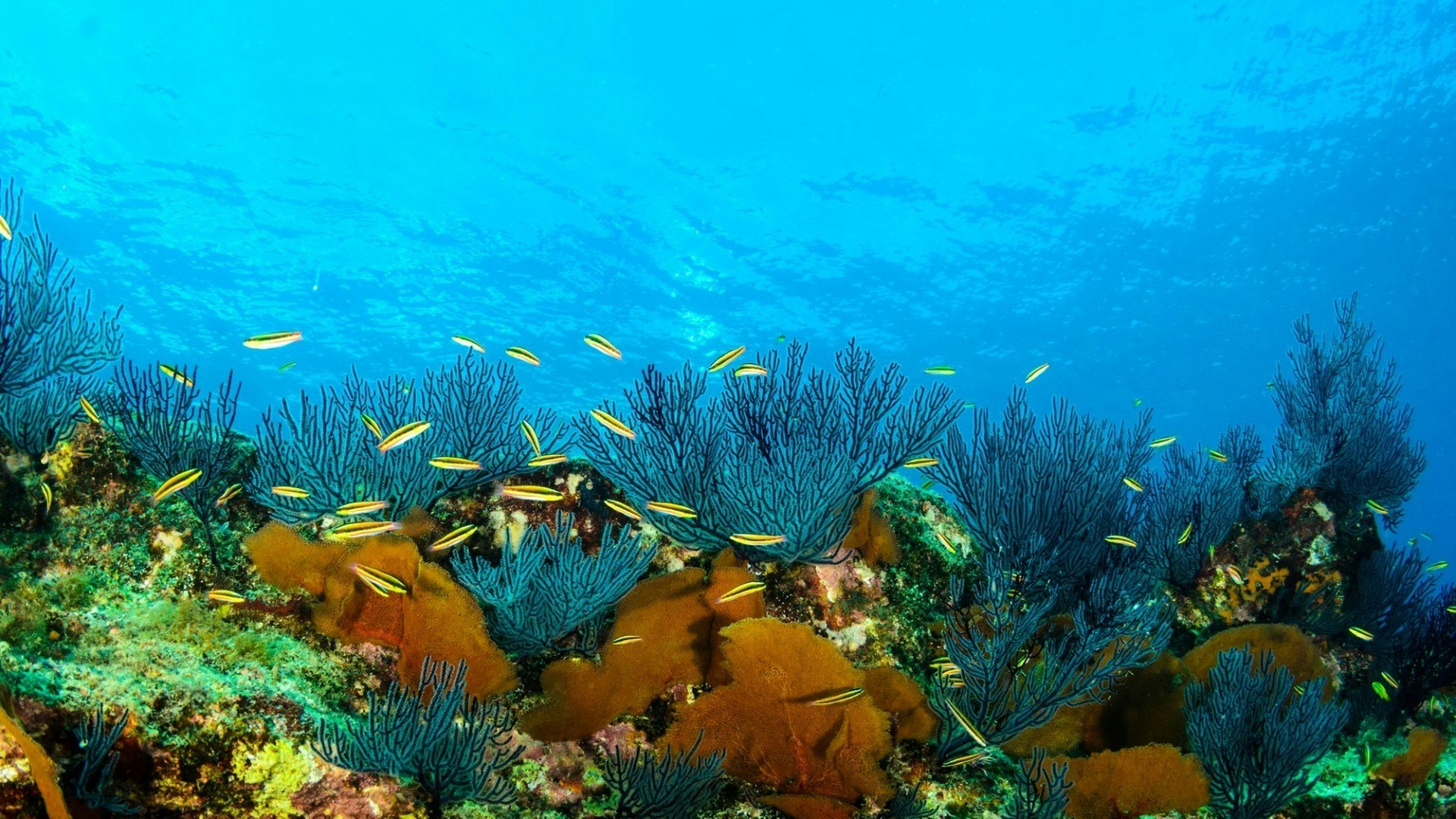 Coral reef scenics of the Sea of Cortez. Cabo Pulmo National Park, Baja California Sur, Mexico. The world's aquarium