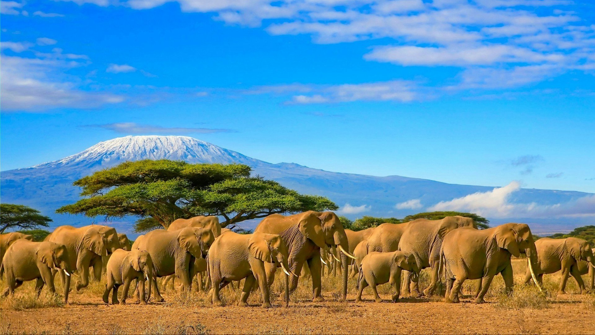 Herd of african elephants on a safari trip to Kenya and a snow capped Kilimanjaro